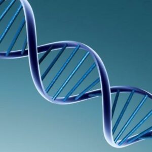 Yeast DNA Preparation Kit