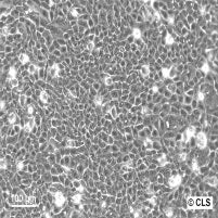 hacat-10x02-sm_81f51f4a-0d31-42b5-888c-439b79e66c5a