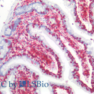 Anti-Hu CD45 Purified