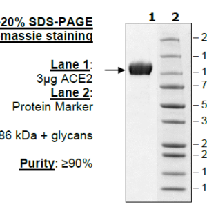 ACE2, His-Avi-Tag, Biotin-labeled HiP™ Recombinant