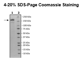 Spike Trimer (S1+S2) (B.1.351, Beta Variant, Δ242-244) (SARS-CoV-2) Recombinant