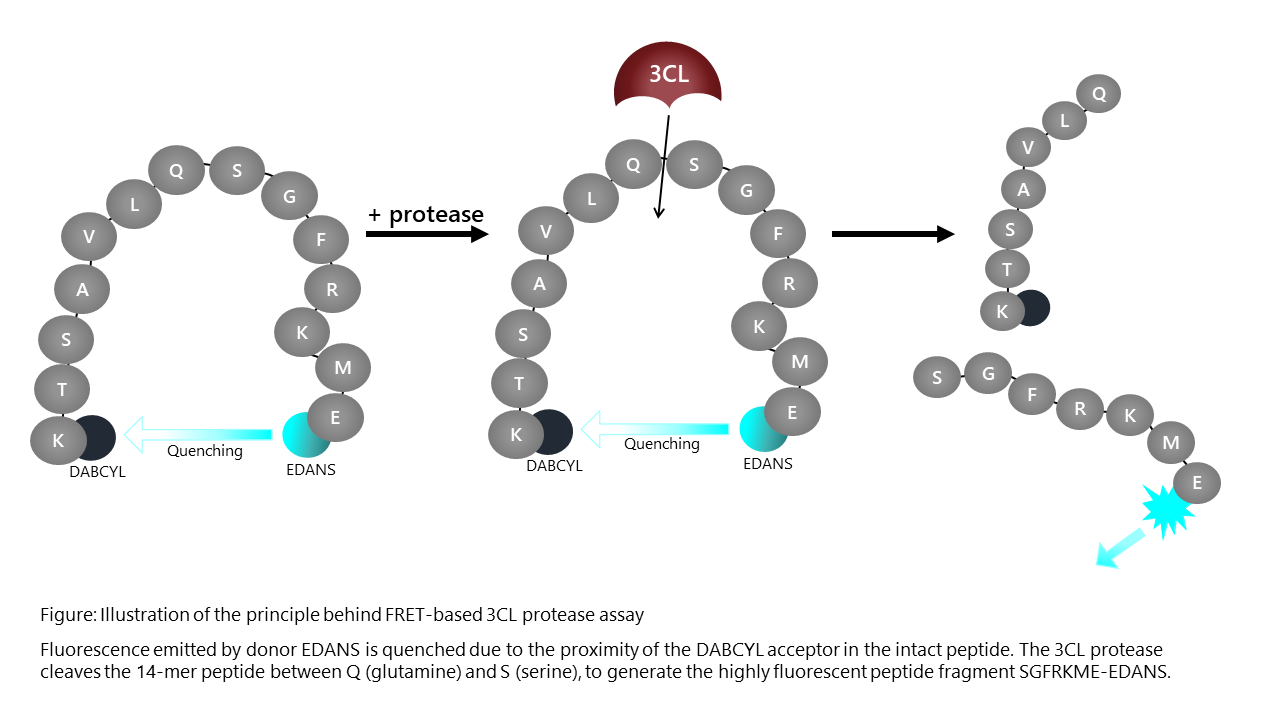 3CK_Protease