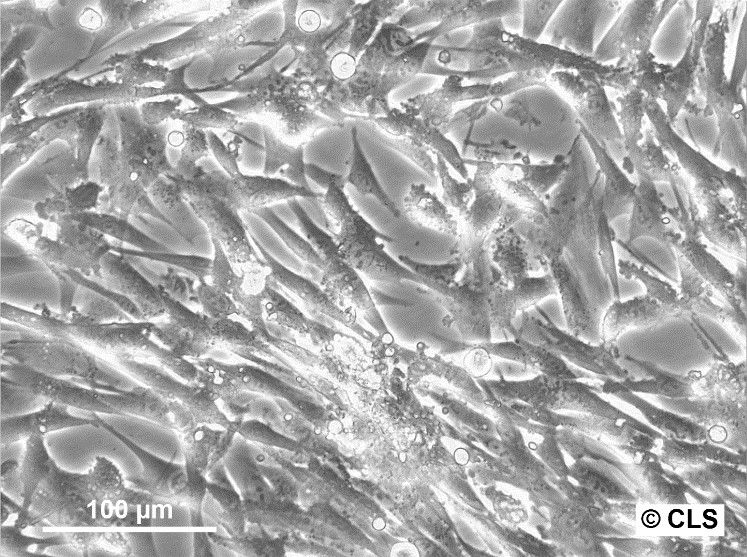 bhk-21-(1)_1920x1920