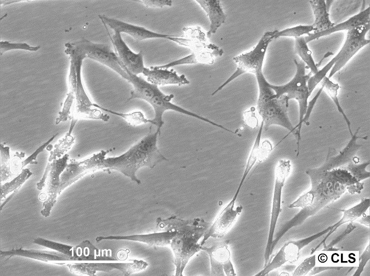 bhk-21-(2)_1920x1920