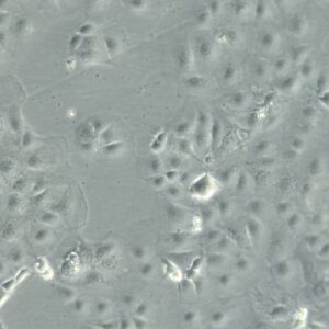 CLS Cell Lines Service