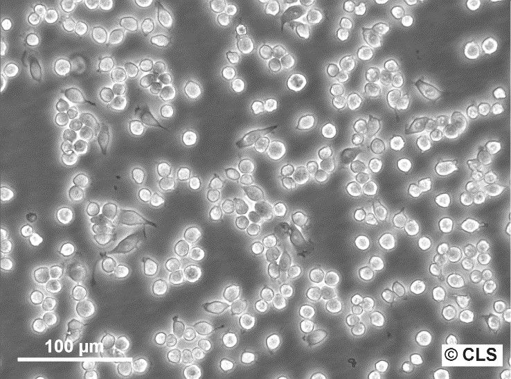 raw-264-7-(1)_1920x1920