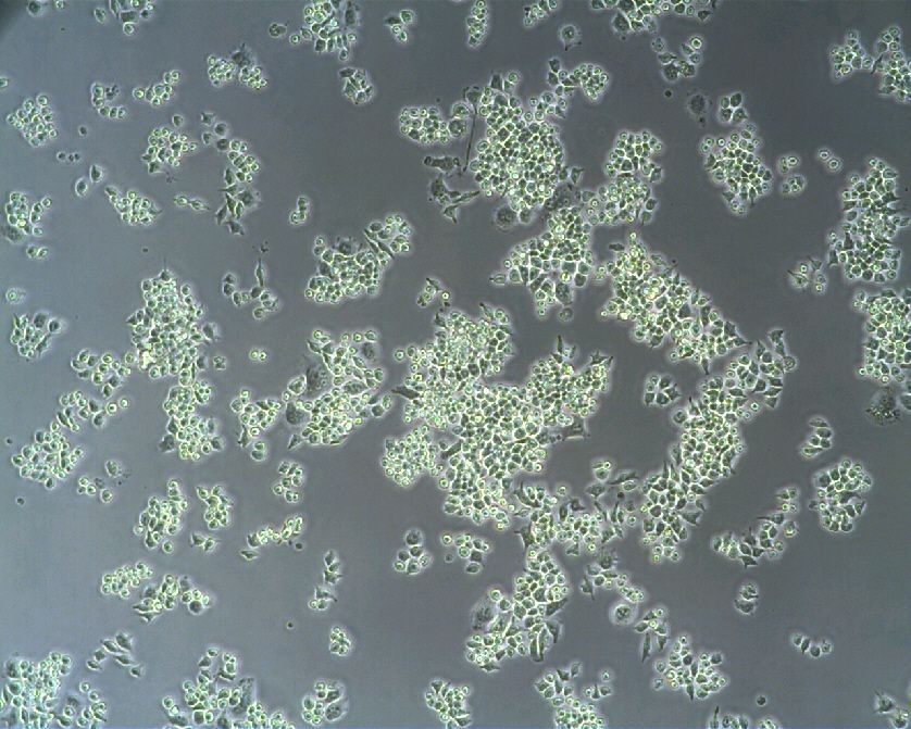 raw-264-7-(2)_1920x1920