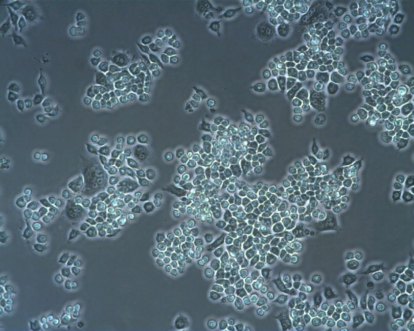 raw-264-7-(3)_1920x1920 Raw