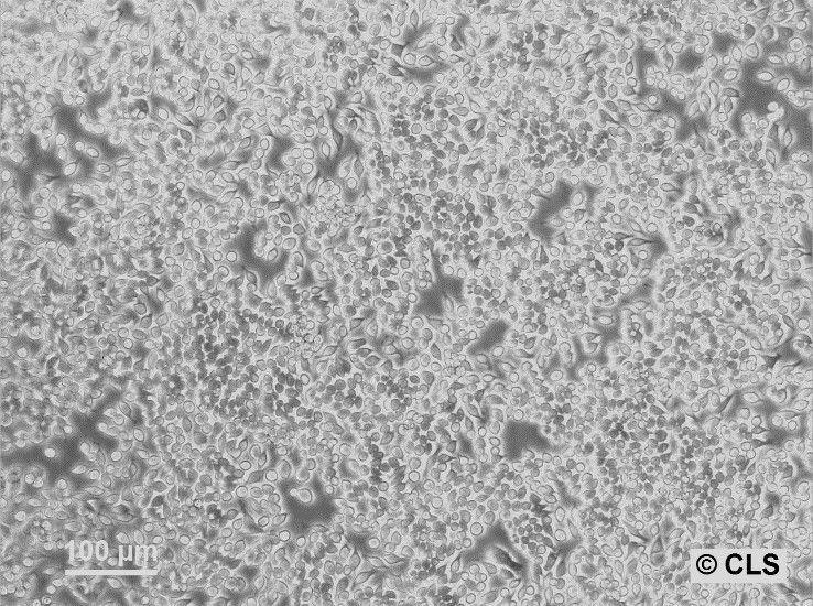 raw-264-7-(4)_1920x1920