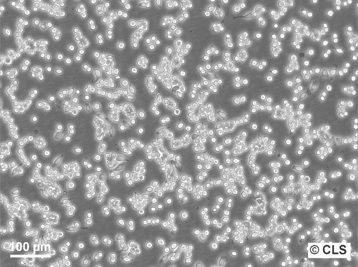 raw-264-7-(6)_1920x1920