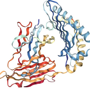 Alpha-fetoprotein, AFP, ELISA Kit