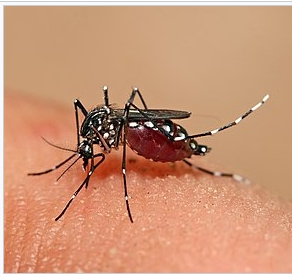 ยุงลาย Aedes aegypti กินเนื้อมนุษย์