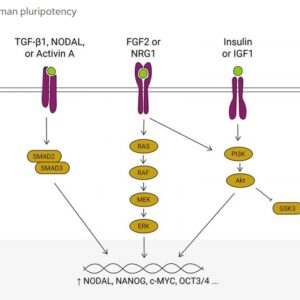 Human Pluripotency Media