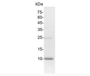 BMP-4 (Bone morphogenetic protein-4), Human