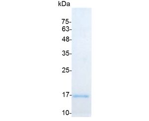 IFN gamma (Interferon γ), Human