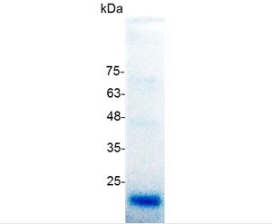 VEGF165 (Vascular endothelial growth factor 165), Human