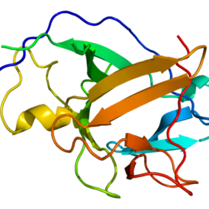IL-1 alpha (Interleukin-1α), Human