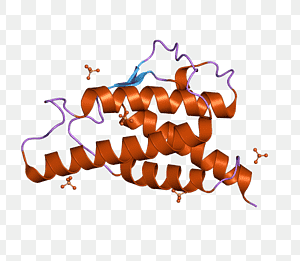 Human IFN-γ(Interferon gamma) ELISA Kit