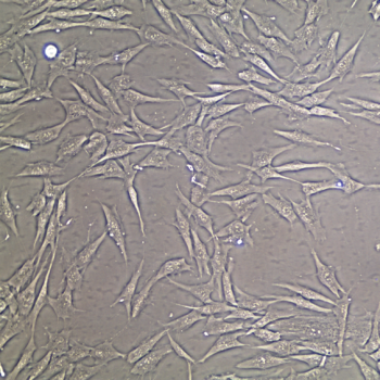 FC-0024-Adult-Dermal-Fibroblast-20X-350x350