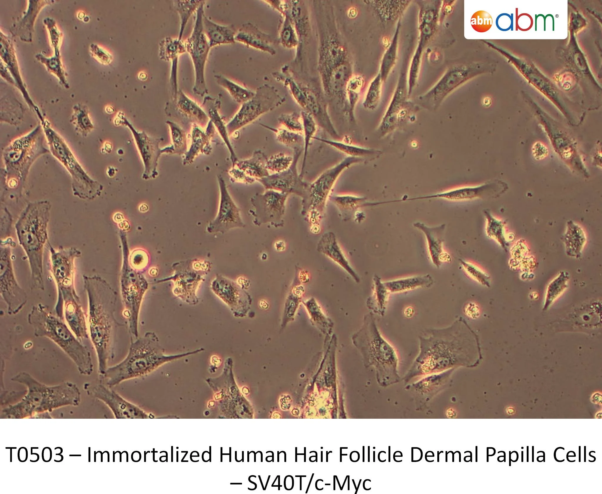 T0503-Cell picture Microscope image of living cells