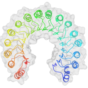 RNase Inhibitor - recombinant, L pack