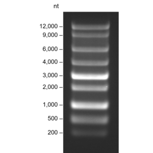 บันได RNA ช่วงสูง