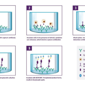 Diagram illustrating the five-step ELISPOT assay process. The plate is treated with ethanol and coated with capture antibodies anchored at the bottom. Cells are added and incubated with stimuli, leading to cytokine secretion, which is captured by the antibodies. After washing, a biotinylated detection antibody binds to the captured cytokines. Streptavidin-alkaline phosphatase is added, binding to the detection antibody. BCIP/NBT substrate is introduced, forming a visible blue or purple precipitate at the site of cytokine release, shown as distinct spots.