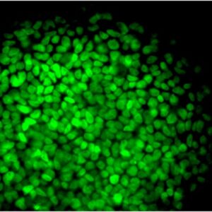 Stem cells stained with Nanog conjugated with Fitc