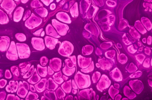 HaCaT Cell Culture Protocols 