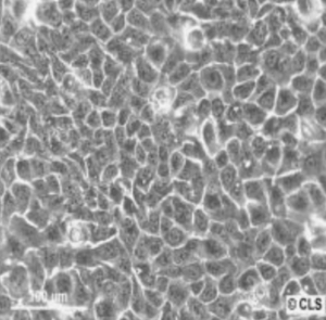 HaCaT Cells in Dermatology Research 