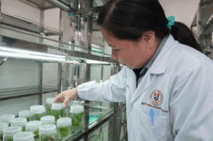Tissue Culture In Horticulture