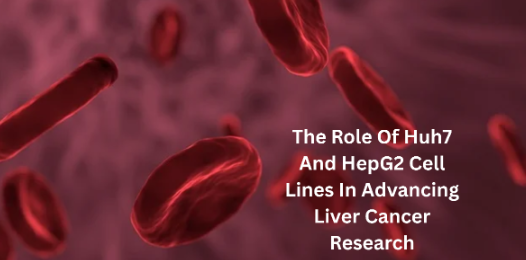 Role of Huh7 and HepG2