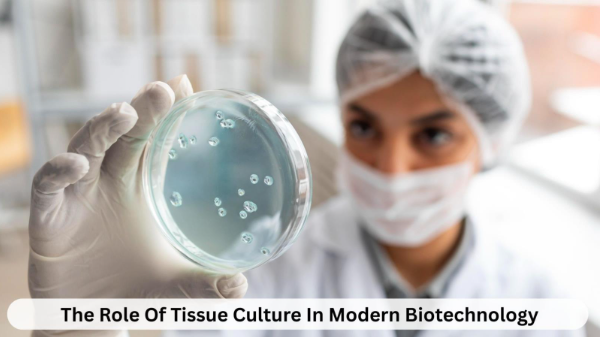 The Role Of Tissue Culture In Modern Biotechnology