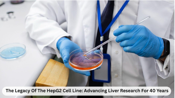 The Legacy Of The HepG2 Cell L ine: Advancing Liver Research For 40 Years