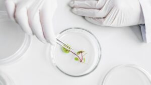 Understanding Tissue Culture 